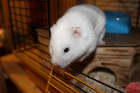 Spendlík