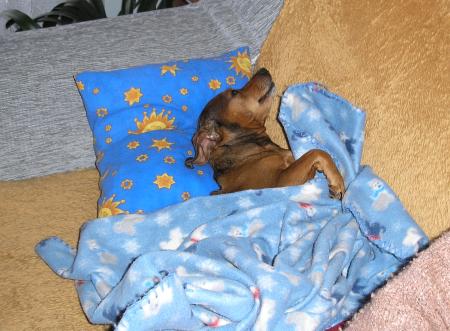 Zorka