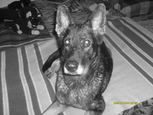Lassie