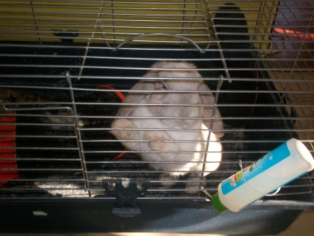 Fifinka