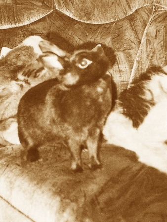 Bambi