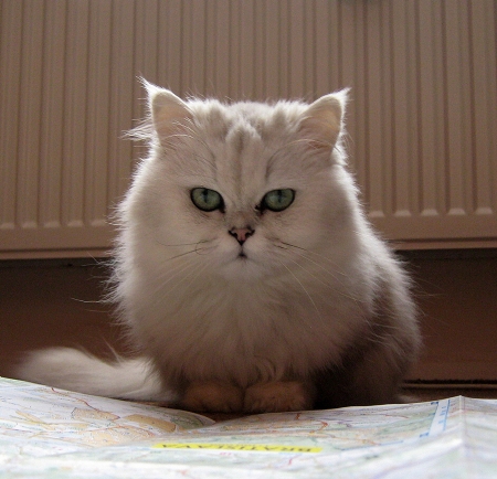 Lady