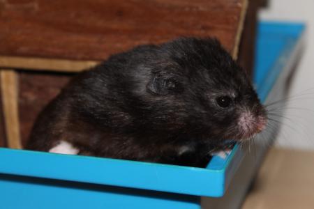 Figo
