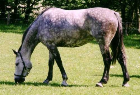 Démon