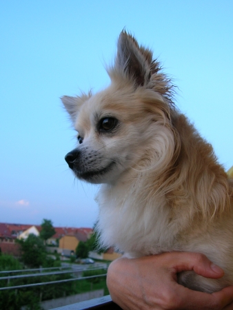 Chipík