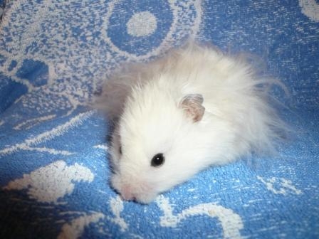 Snízek