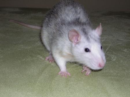 Amálka
