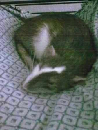 Maoui