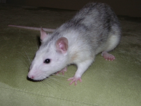 Amálka