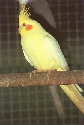 Korelka