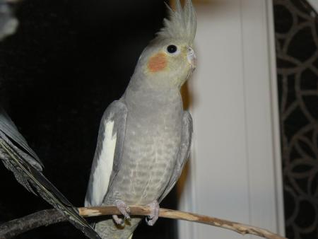 Kokinka