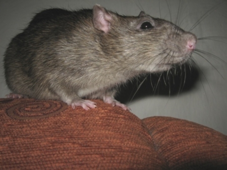 Ascorutin