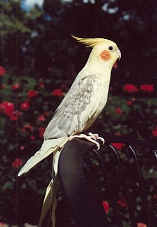 Pepík