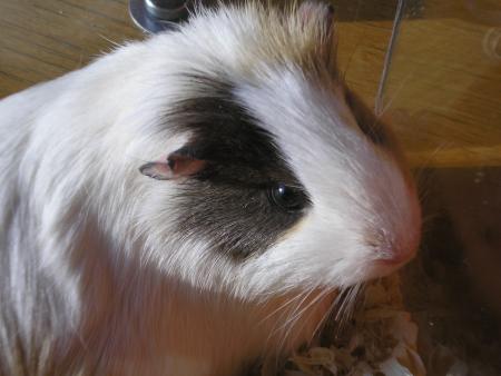 Figo