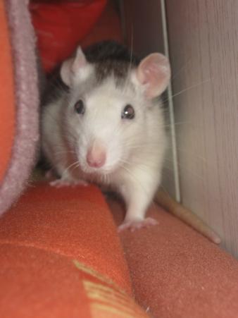 Endy