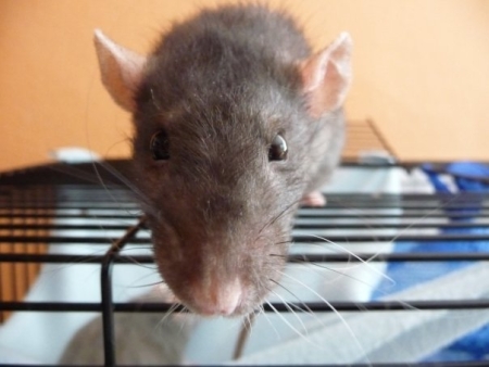Ciginka