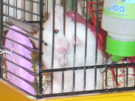 Lizzi