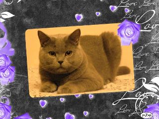 Morris