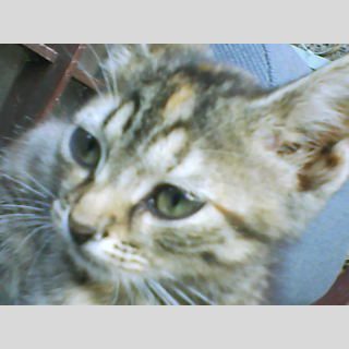 Jesse